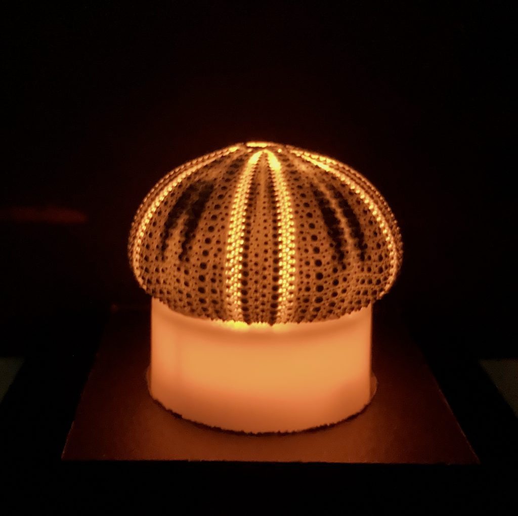urchin_lamp