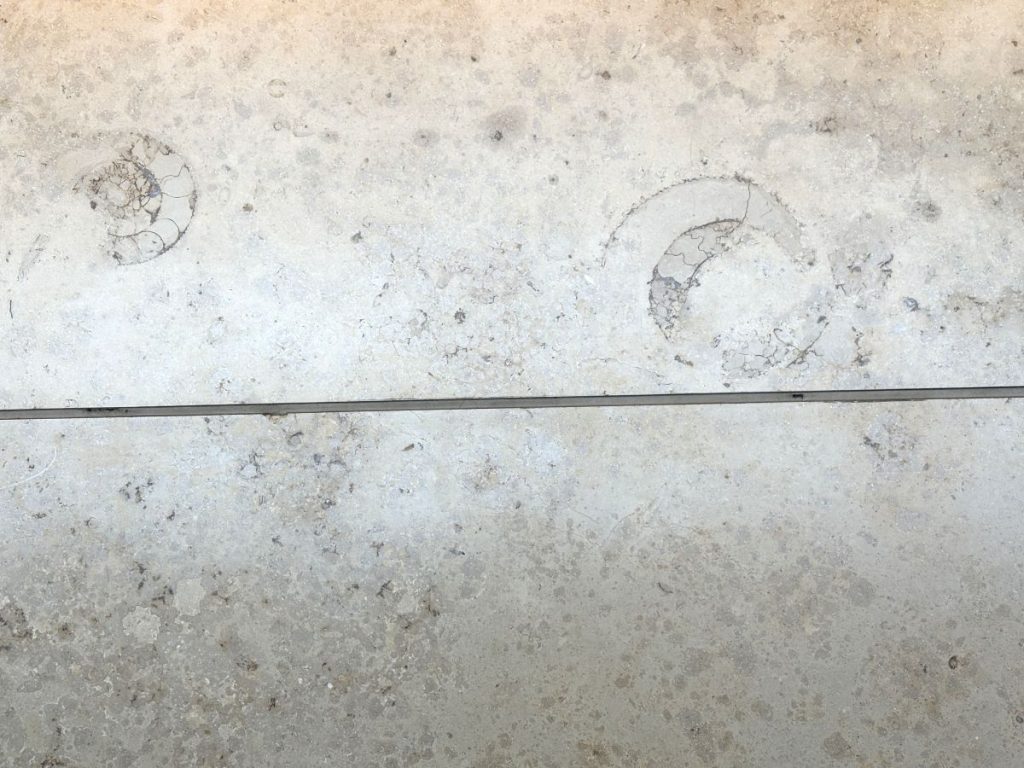 サイエンス街歩き「街化石をさがそう！」