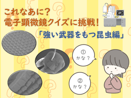 これなあに?電子顕微鏡クイズに挑戦!「強い武器を持つ昆虫編」