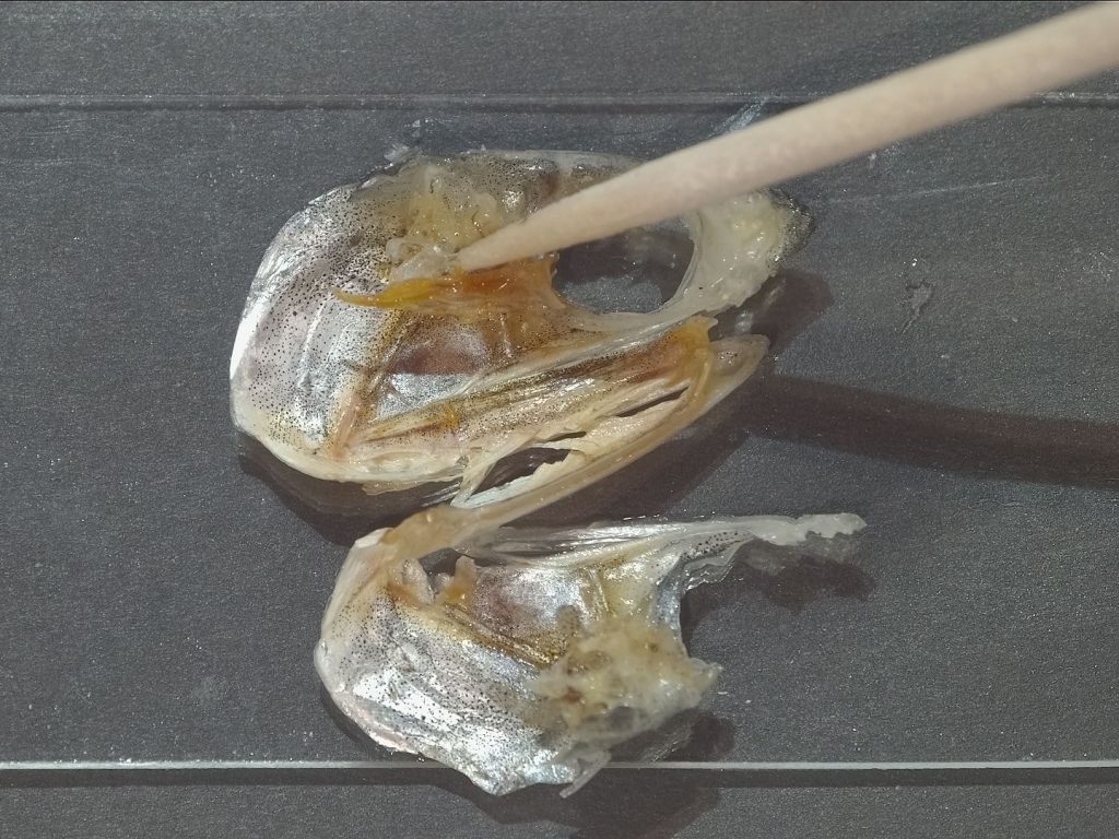 みなと科学教室中学<br>～【生物】煮干しを解剖しよう～