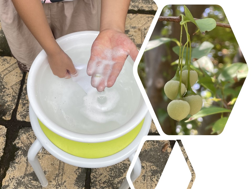 港区立麻布地区公園・児童遊園 連携パネル展関連イベント<br>エゴノキの実を使ってお洗濯をしてみよう！